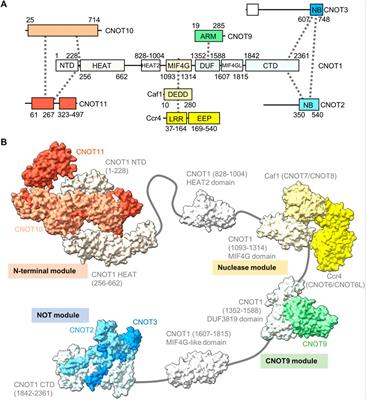 Regulation of eukaryotic mRNA deadenylation and degradation by the Ccr4-Not complex